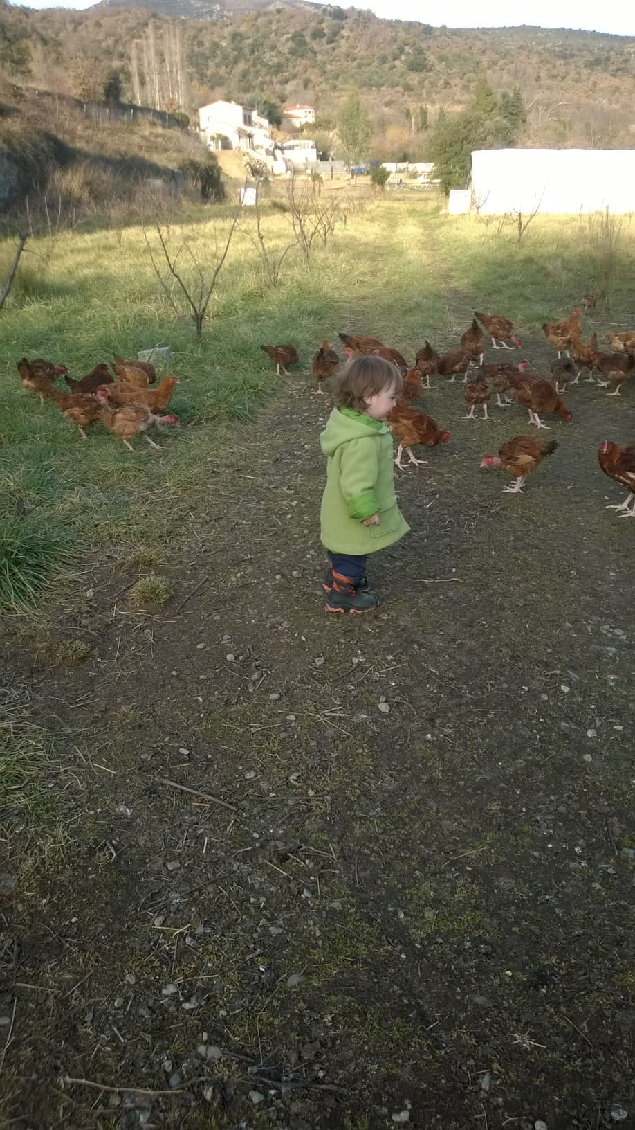 La ferme de Jeantine 6