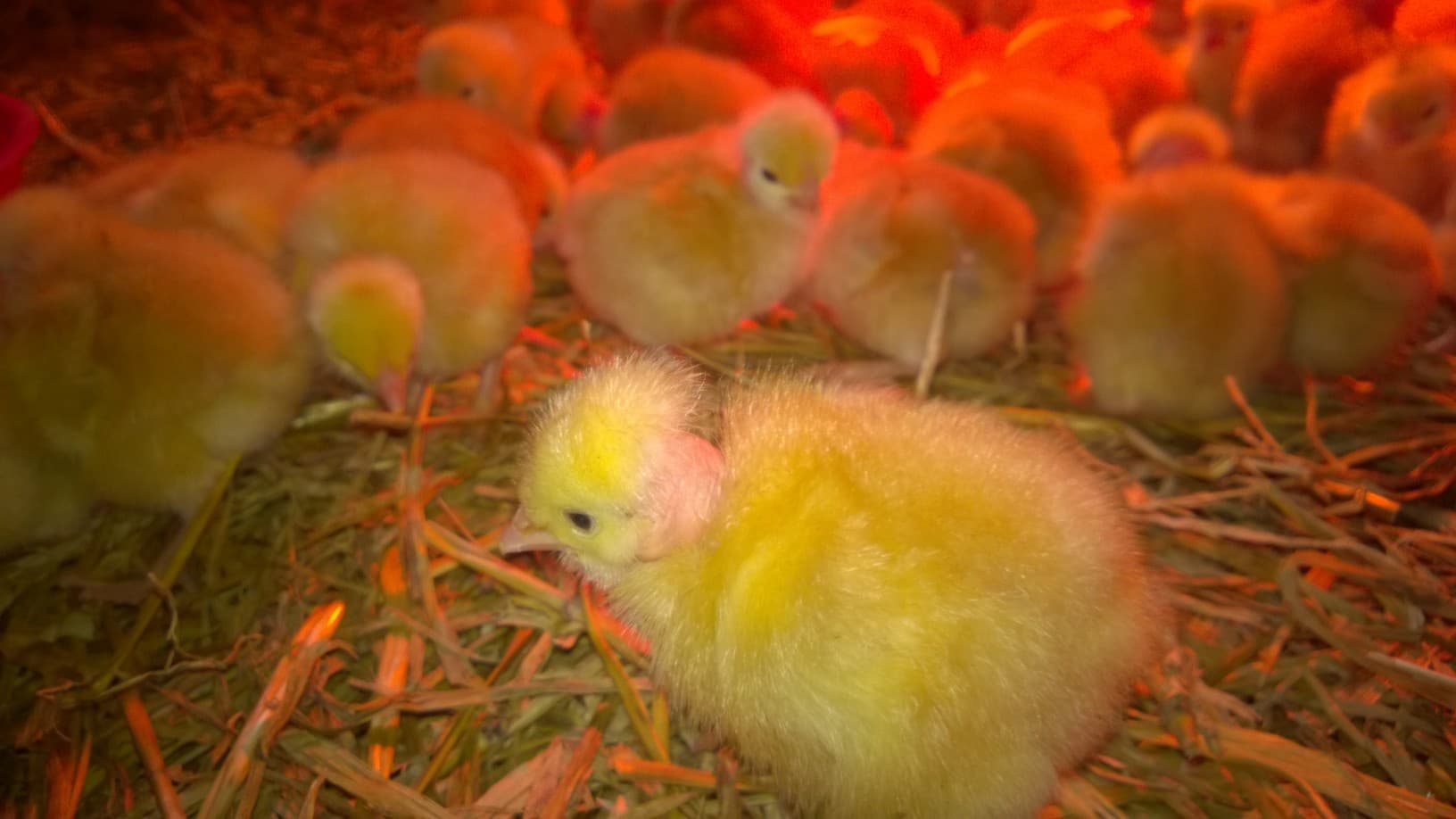 La ferme de Jeantine 1