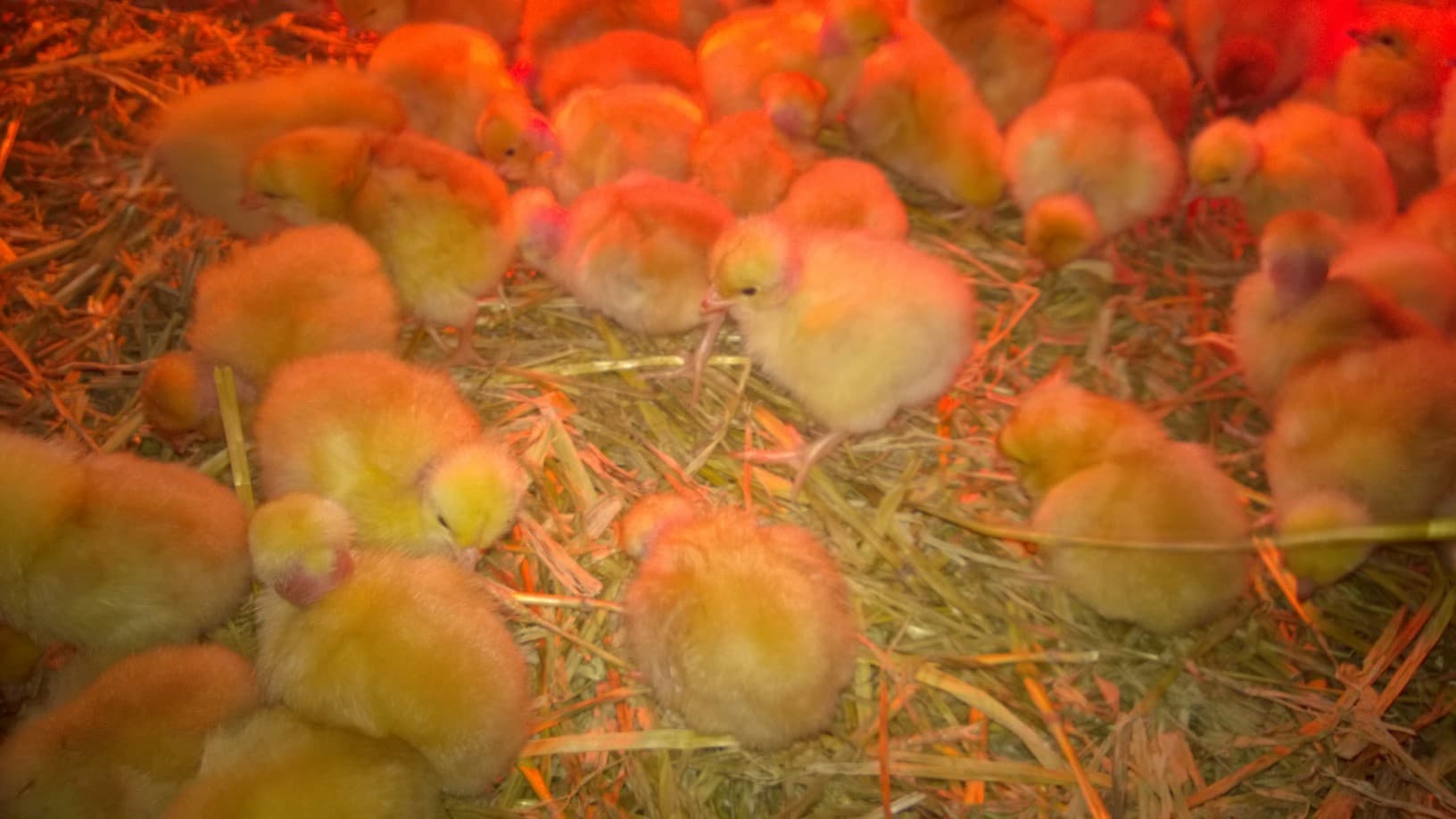 La ferme de Jeantine 4