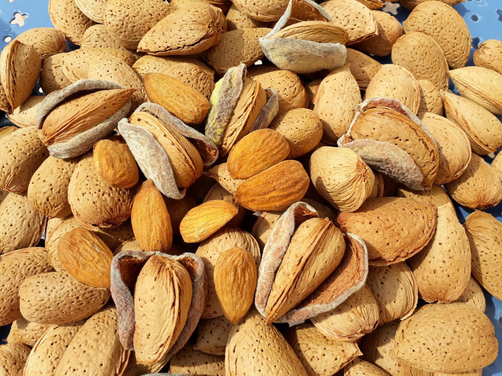 MAISON AMANDES