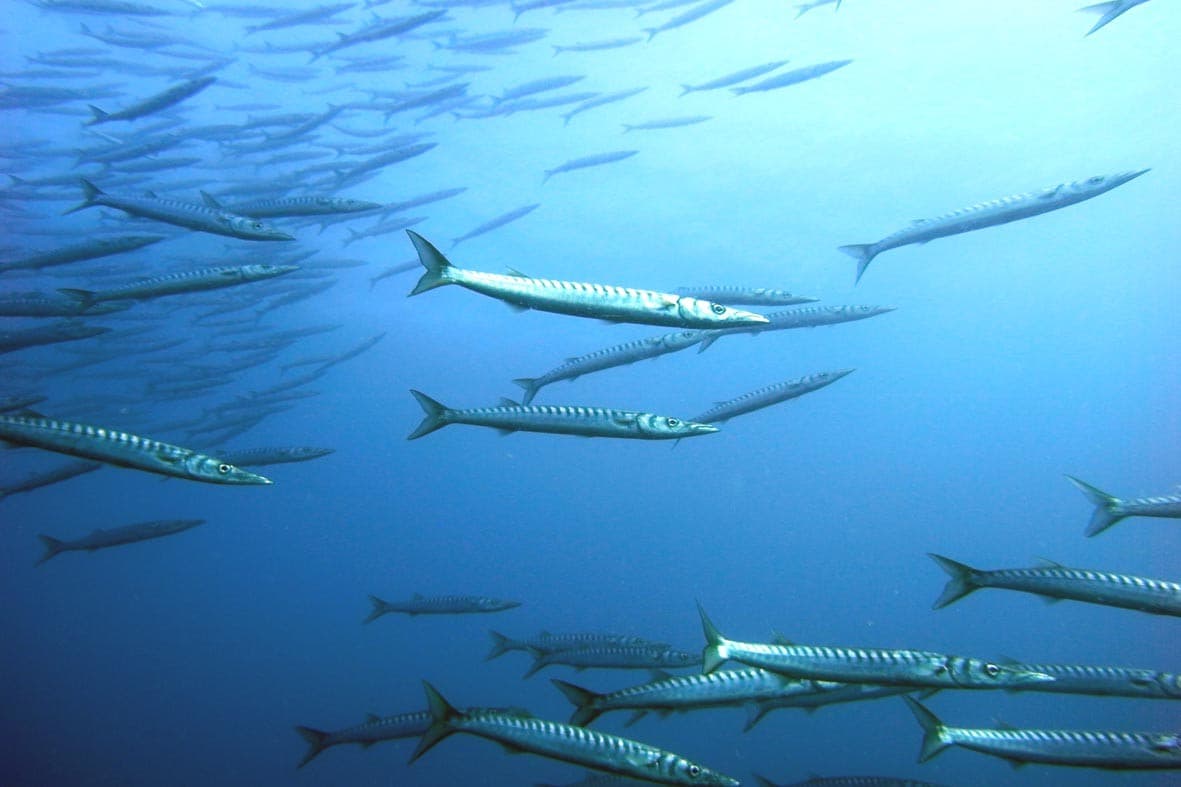 barracuda (2)
