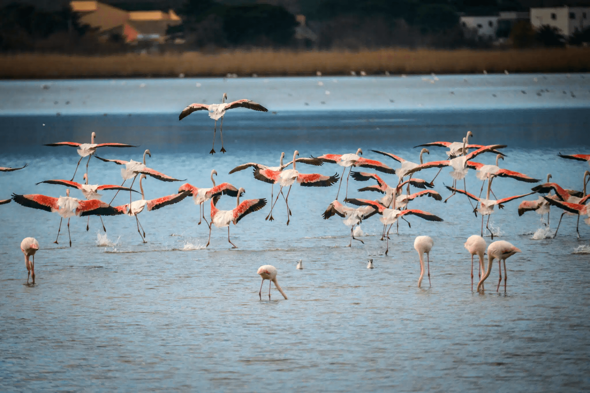 Etang de Canet / Saint Nazaire