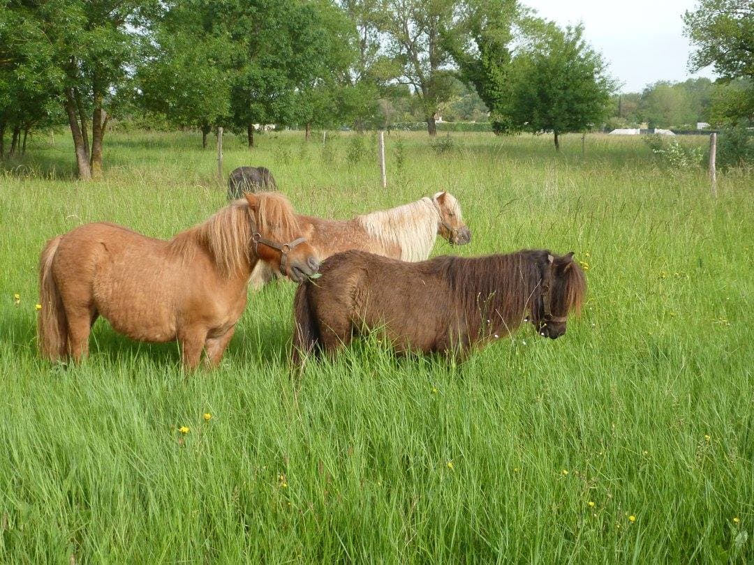 cheval andalou.