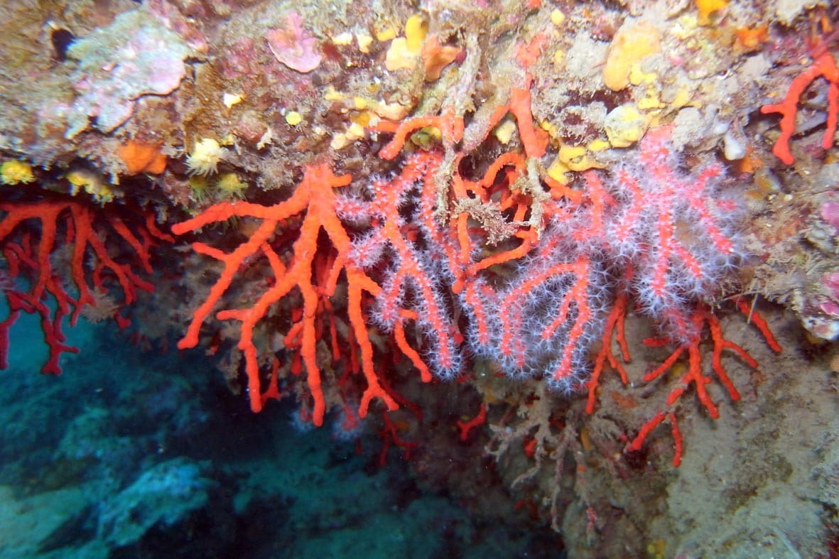 corail