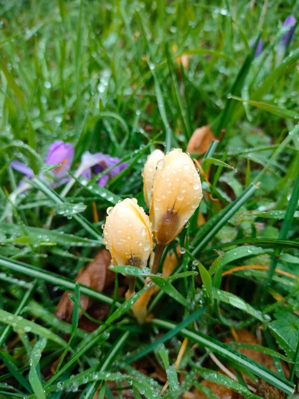 crocus rosée