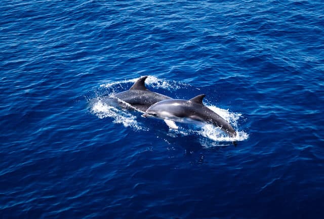 dauphins