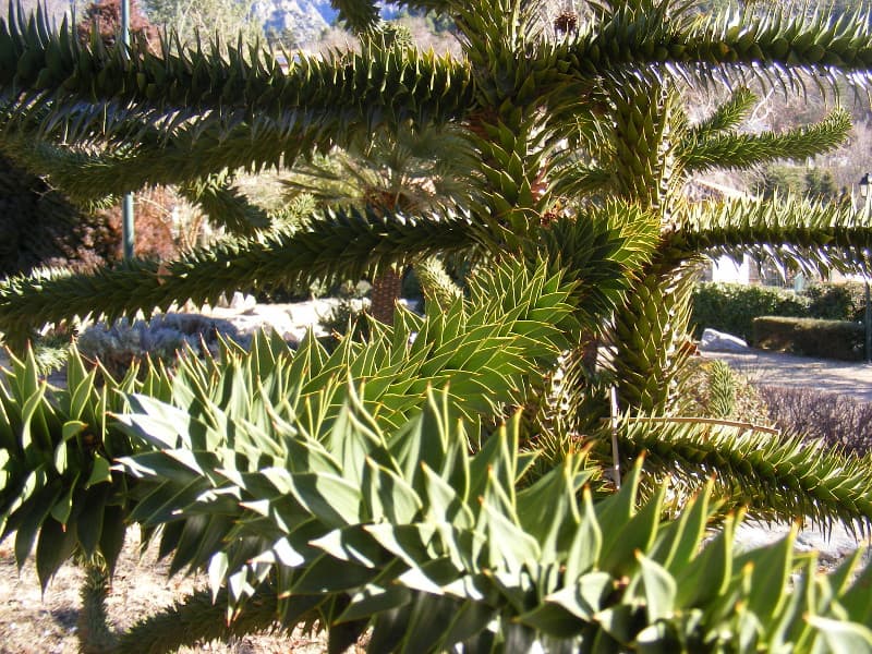 désespoirdessingesvillagearboretum
