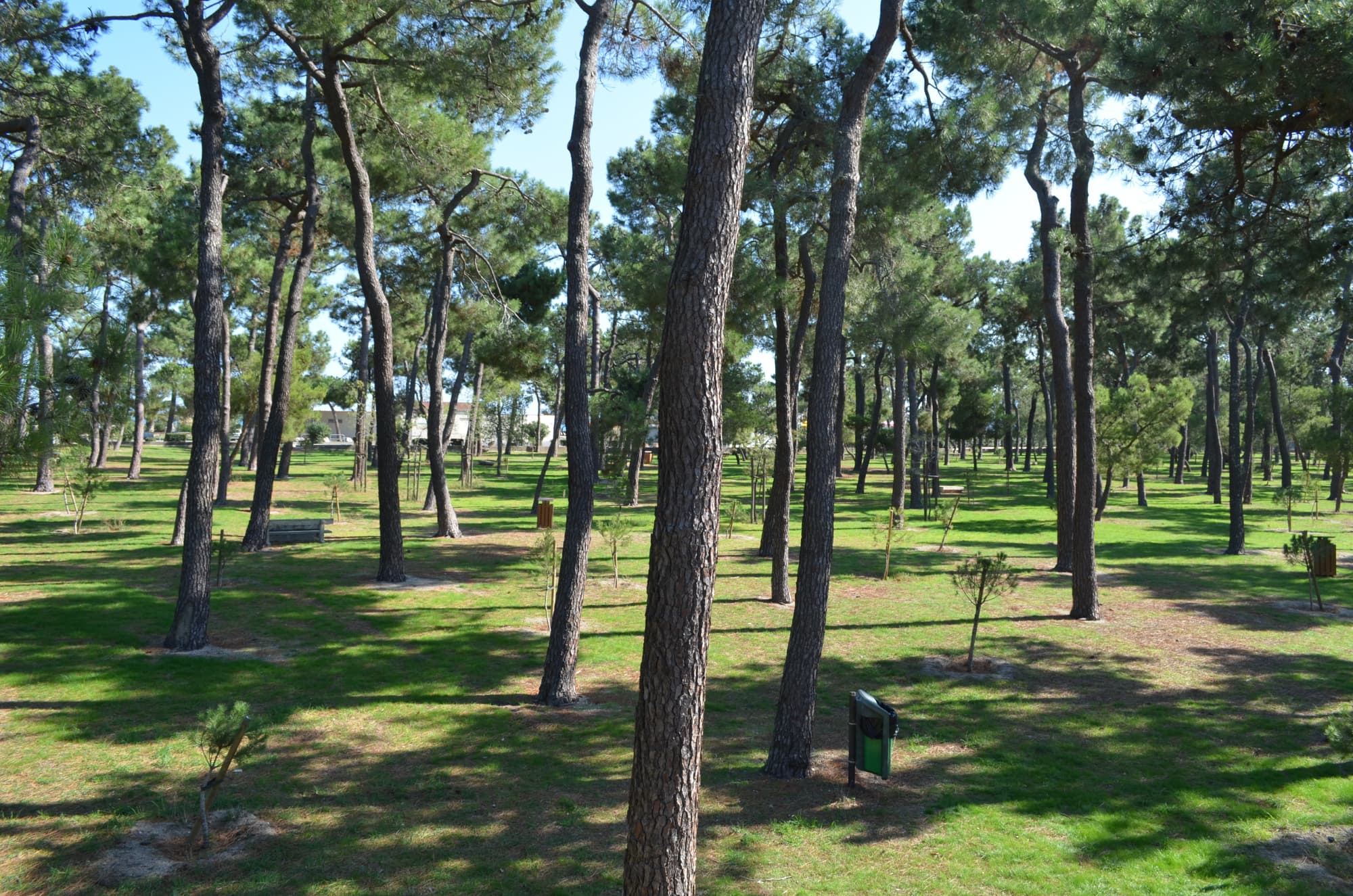 forest_pins_tennis_argeles_2015_4