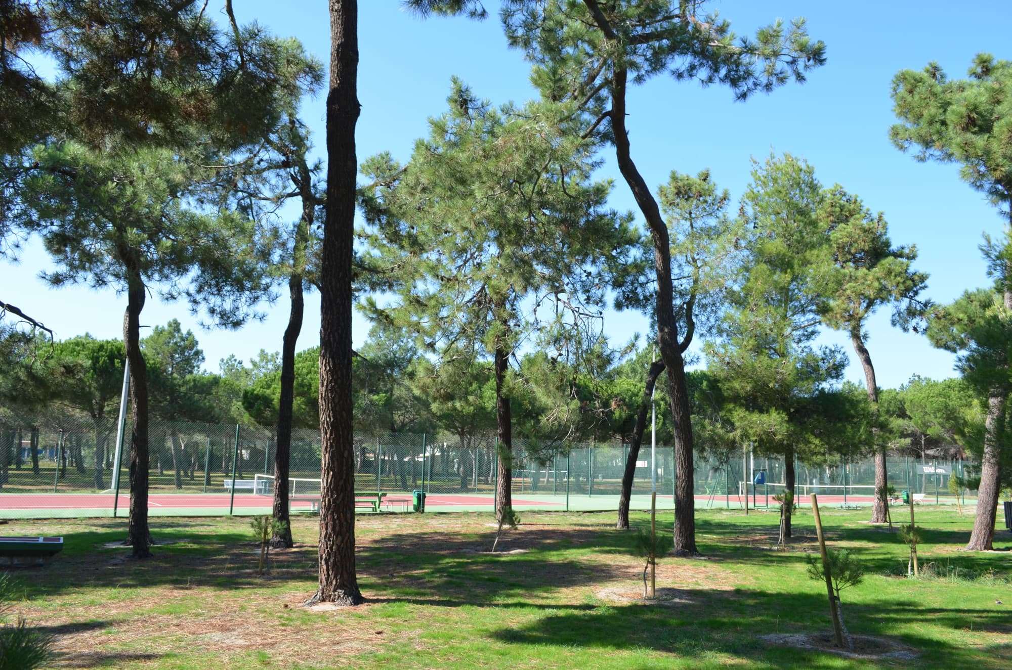 forest_pins_tennis_argeles_2015_6