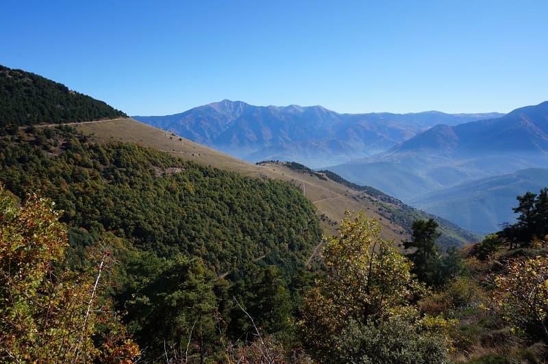 forêt jujols