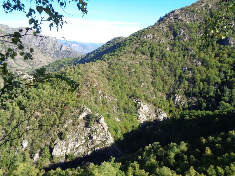 forêt rotjà