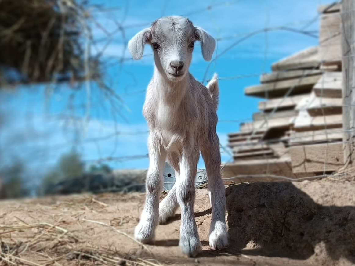 la ferme d'estoher