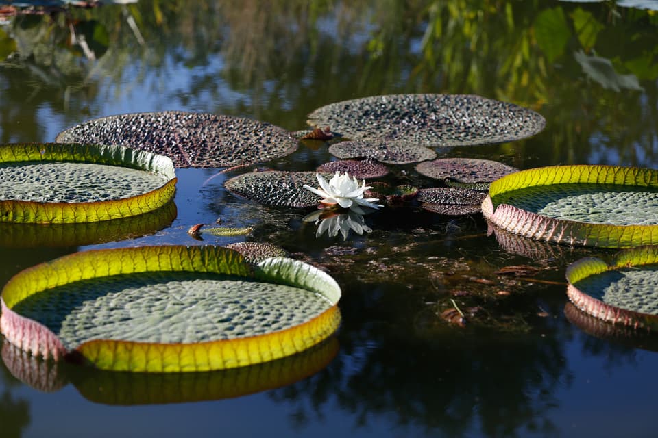 nenupharFleur