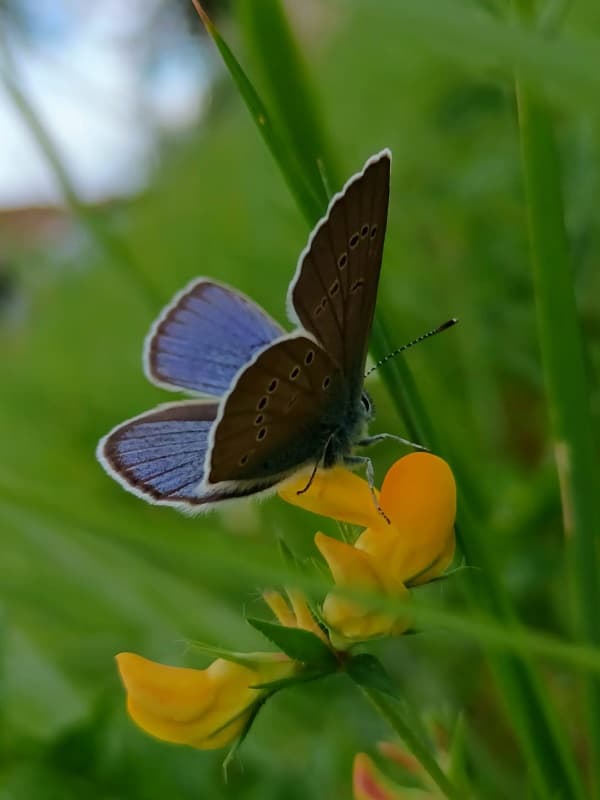 papillon fleur