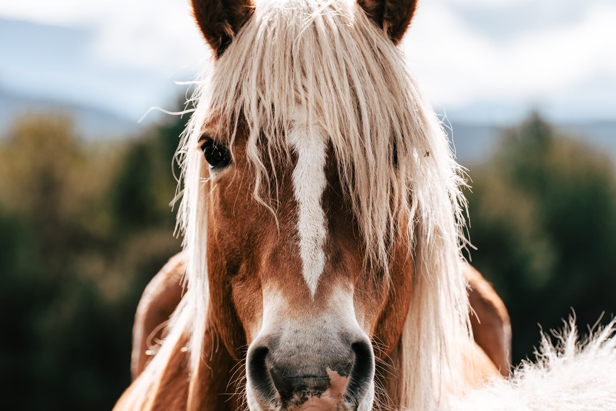 lescrinieresblondes
