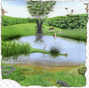 plan-d'eau