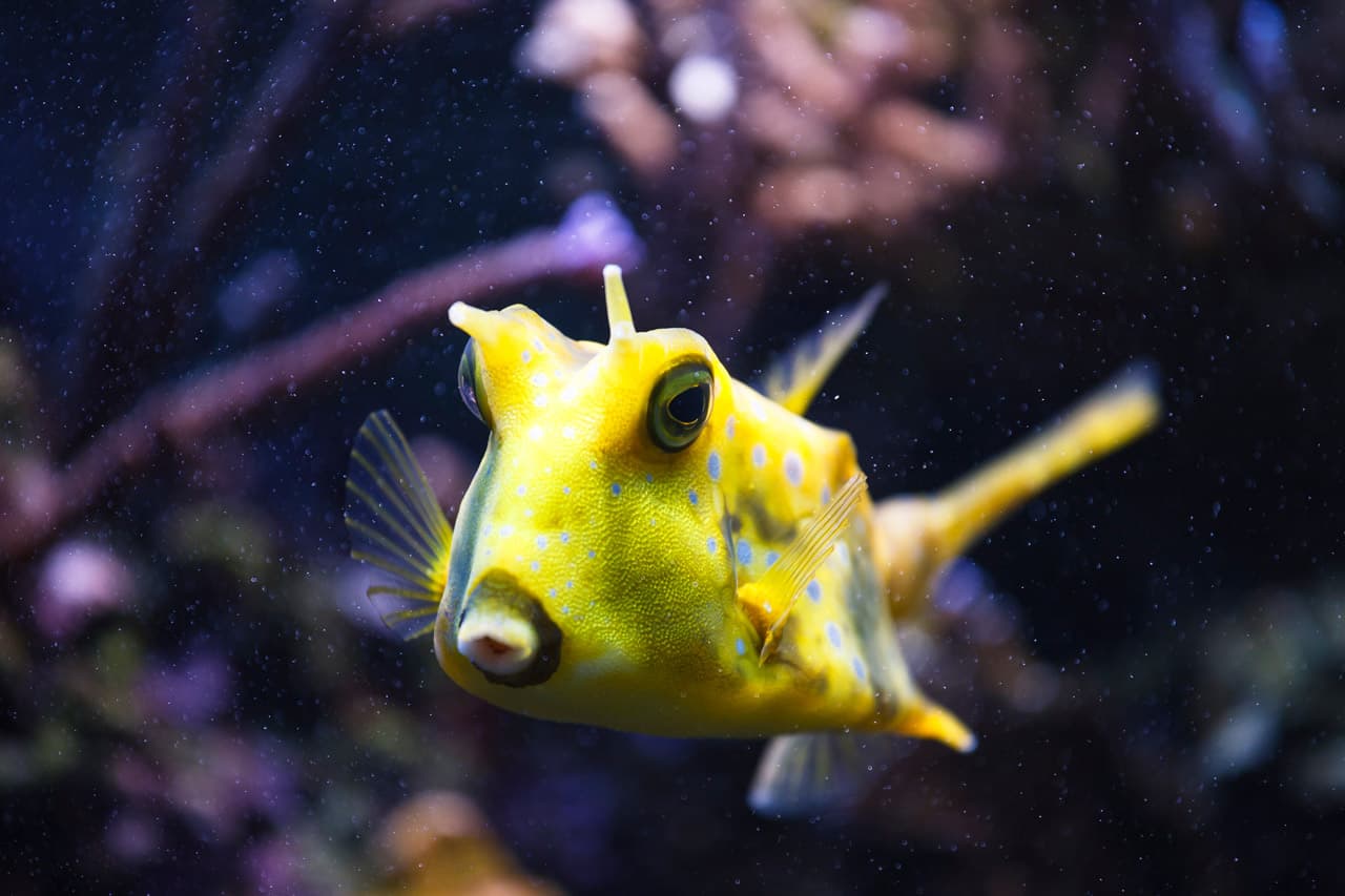 Poisson vache