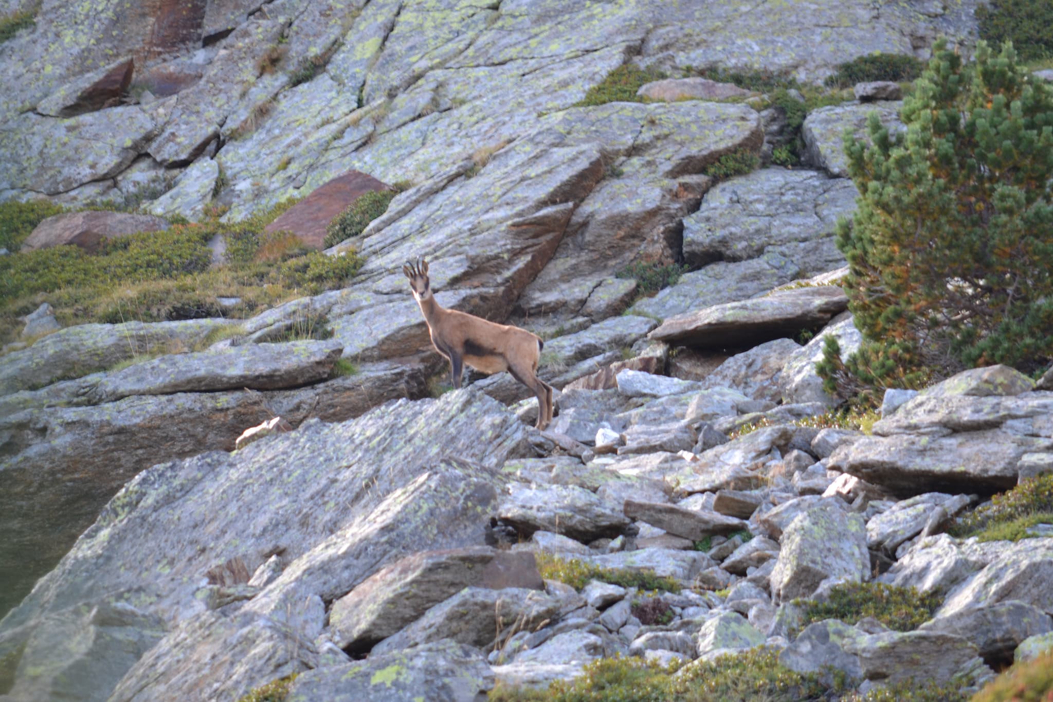 randonnée_Découverte_canigou_Faune