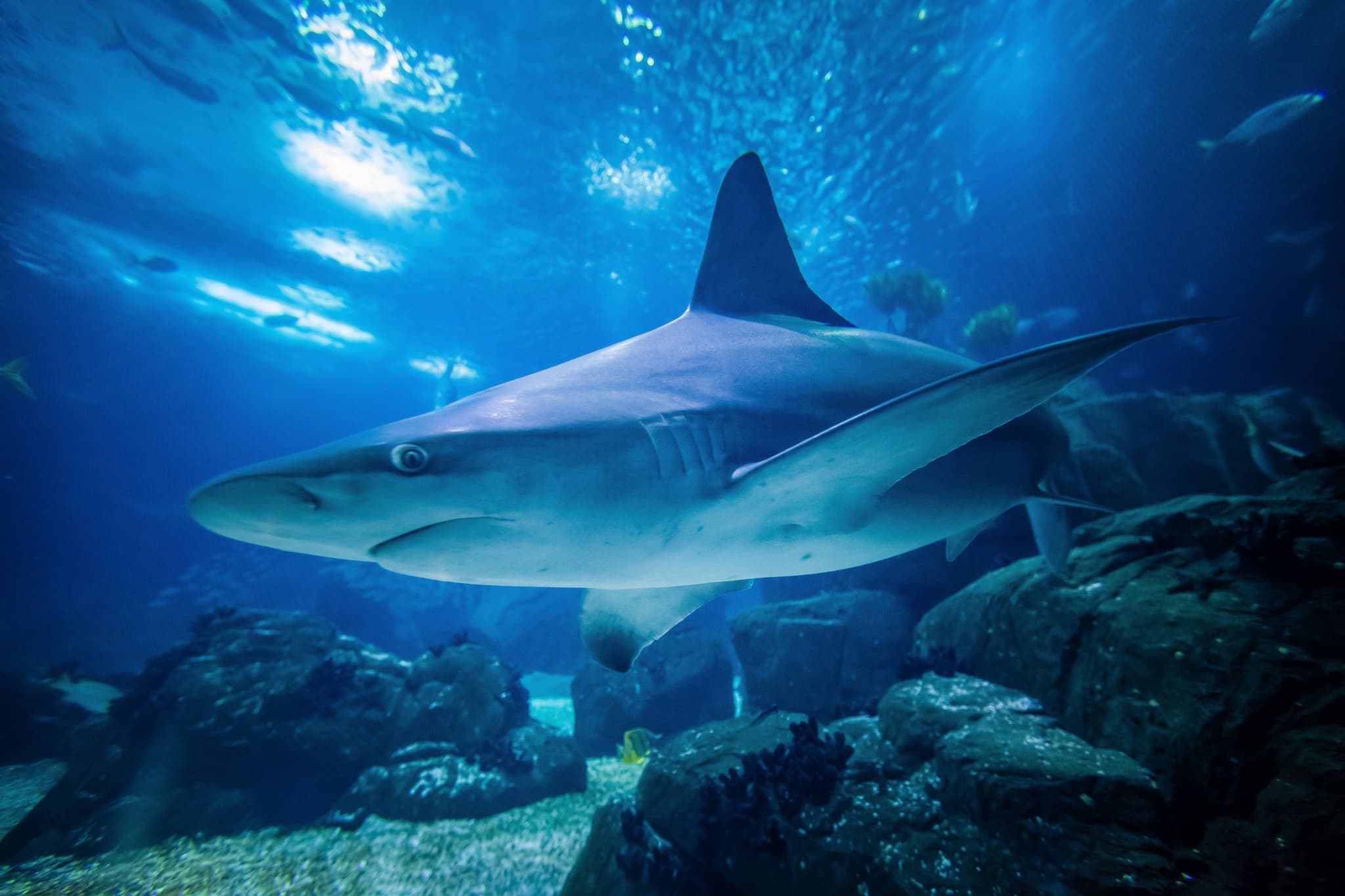 requin gris