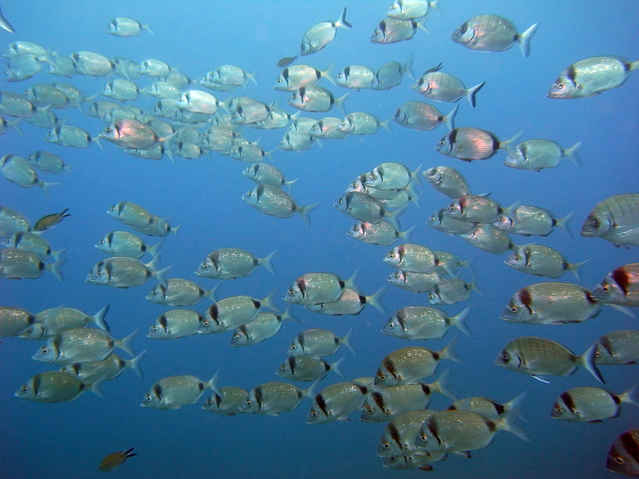 sar