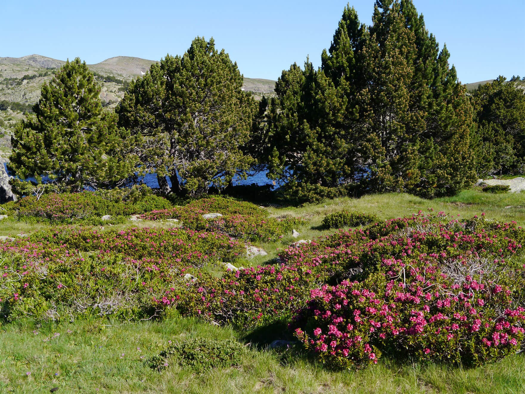 site-camporells