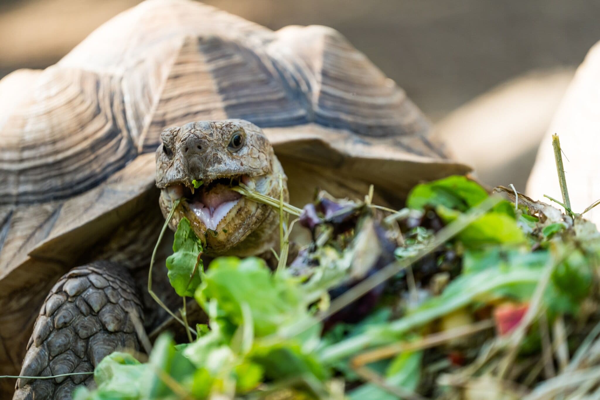 Nourrisage des tortues