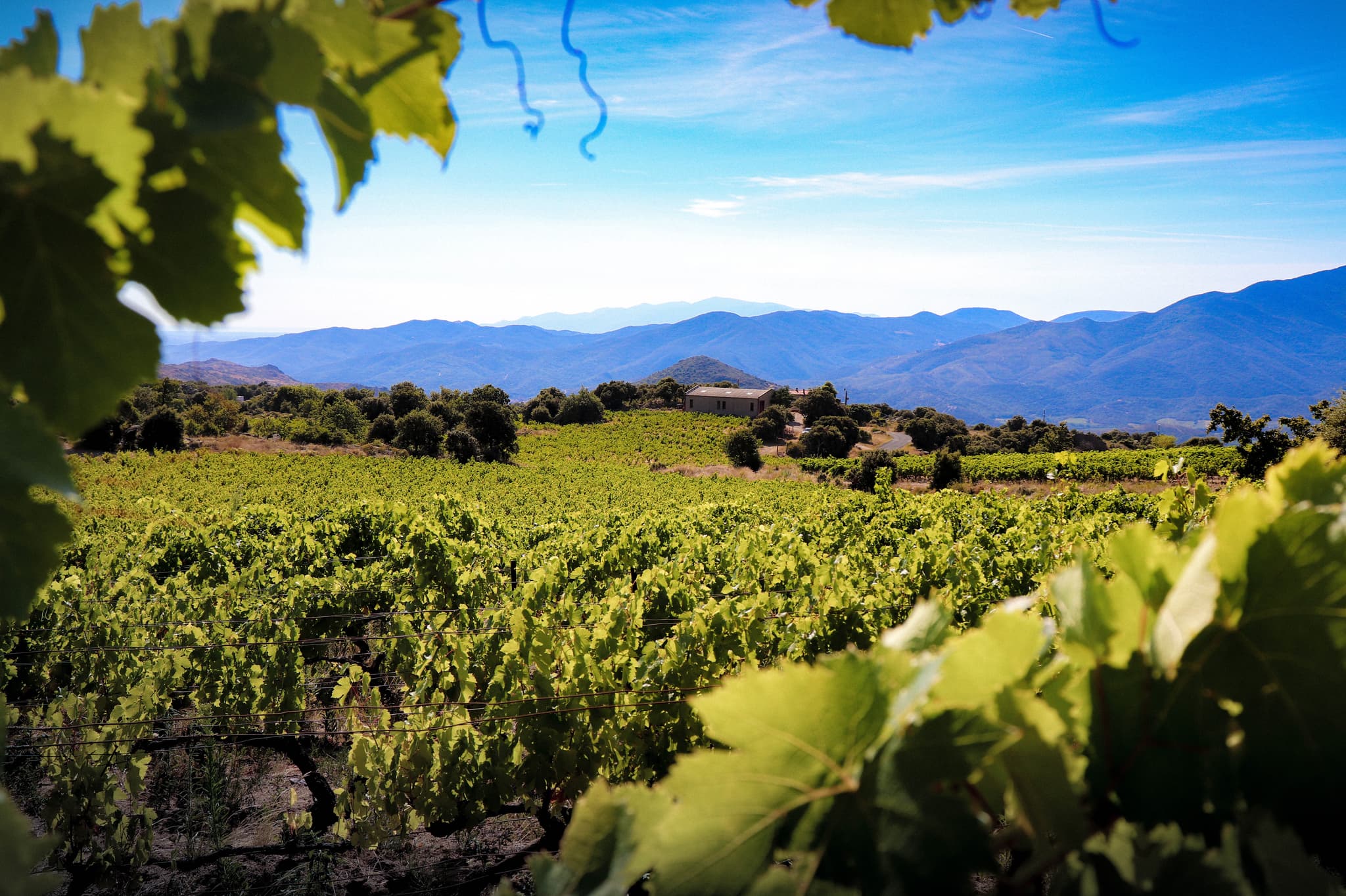 winery vineyard landscape