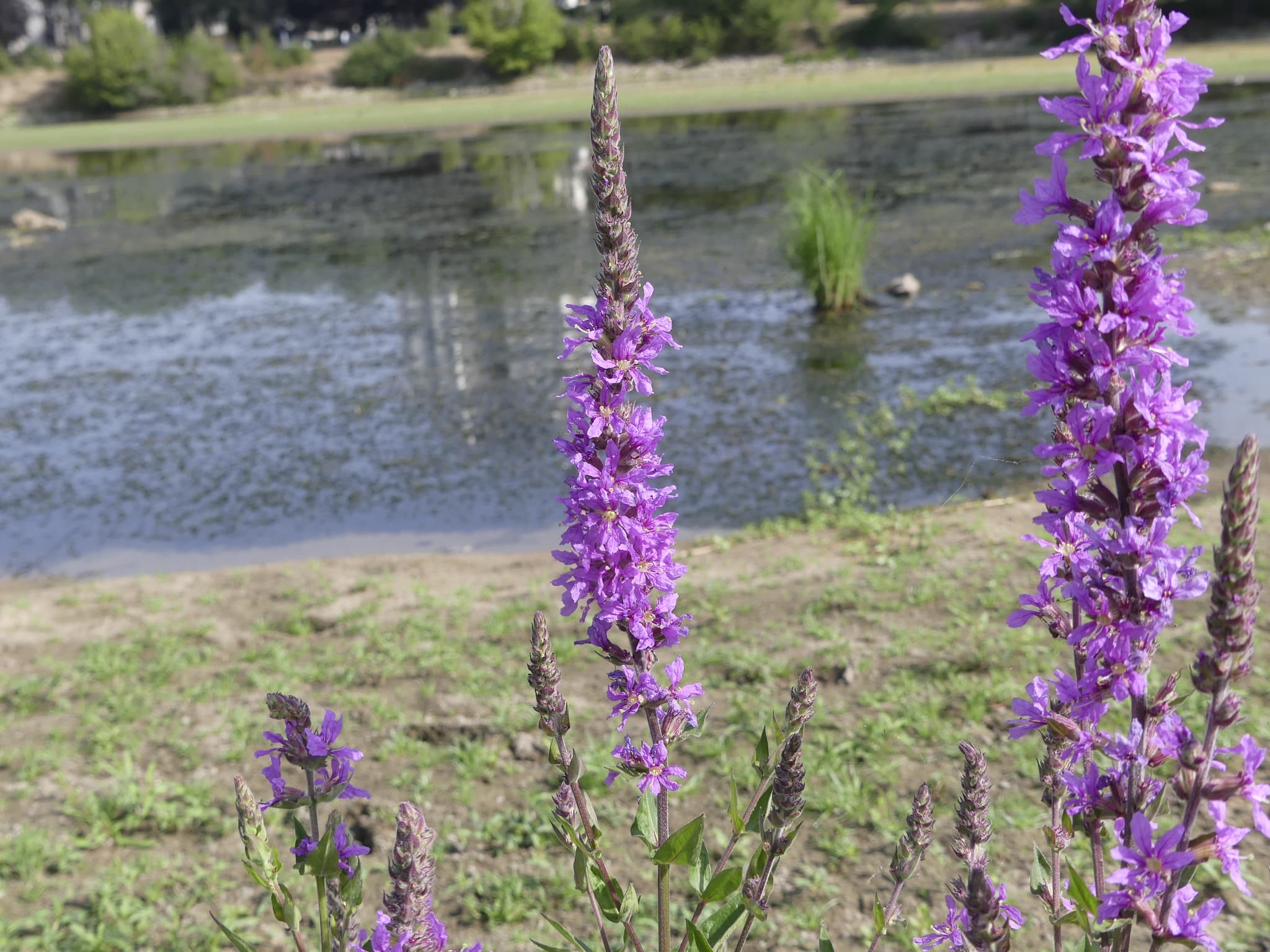Salicaire officinale