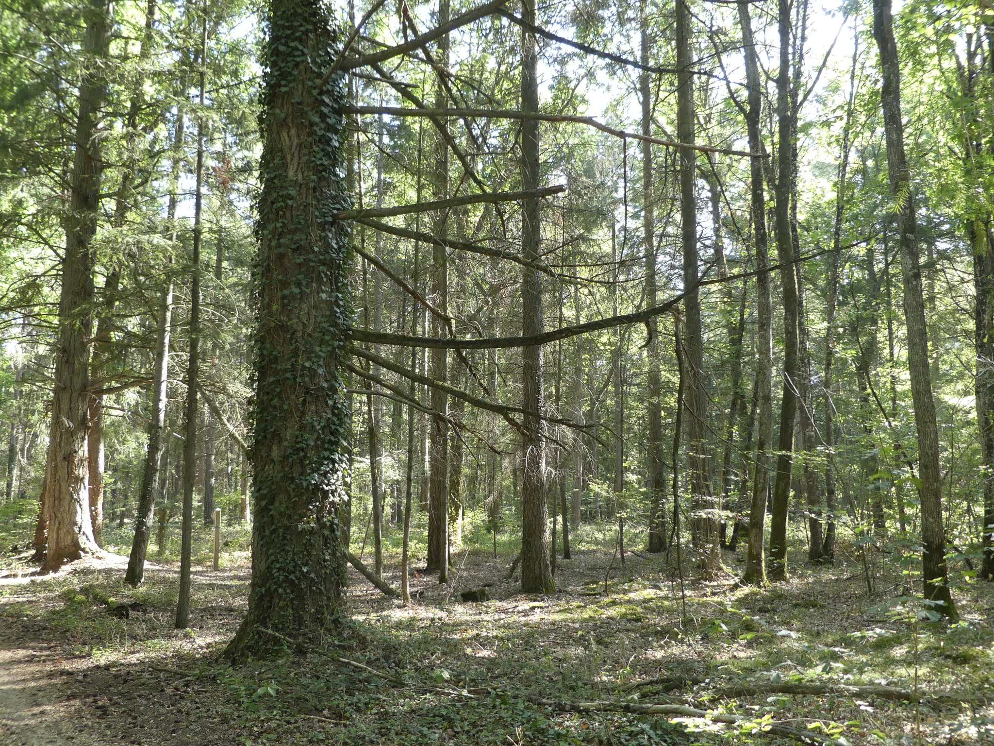 Bois à St Hilaire-St Mesmin