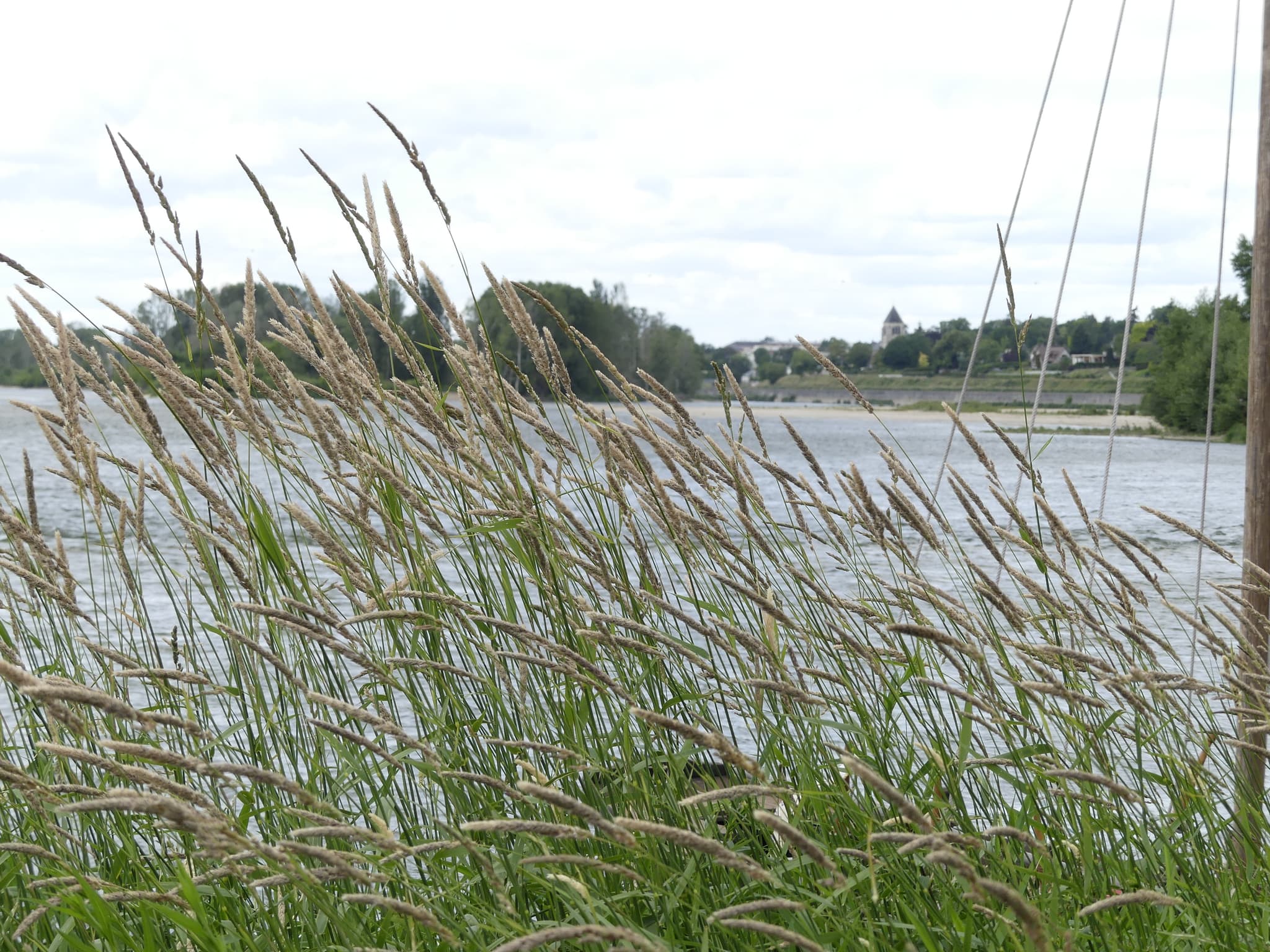 Graminées en bord de Loire