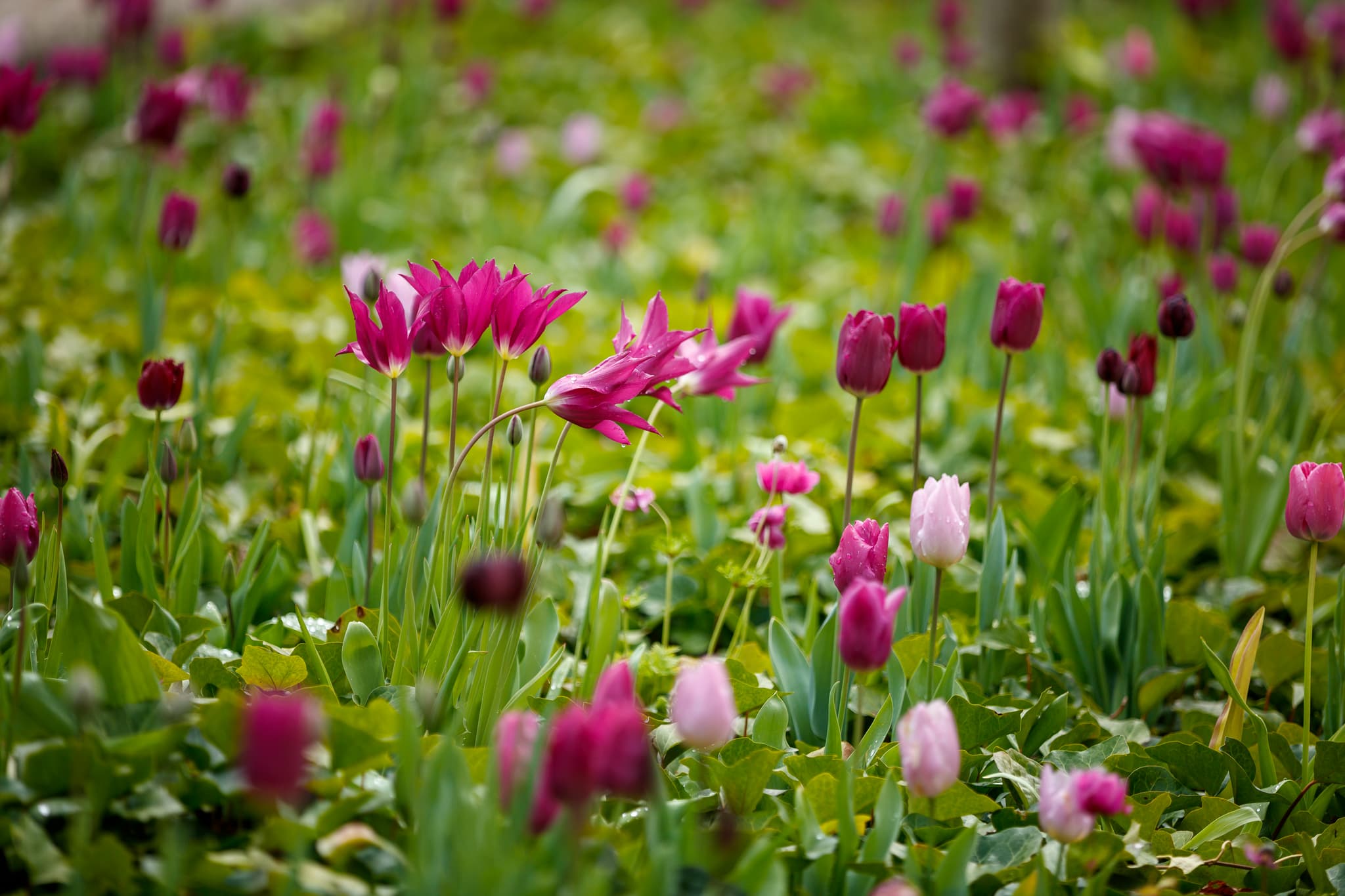 Rivière de tulipes