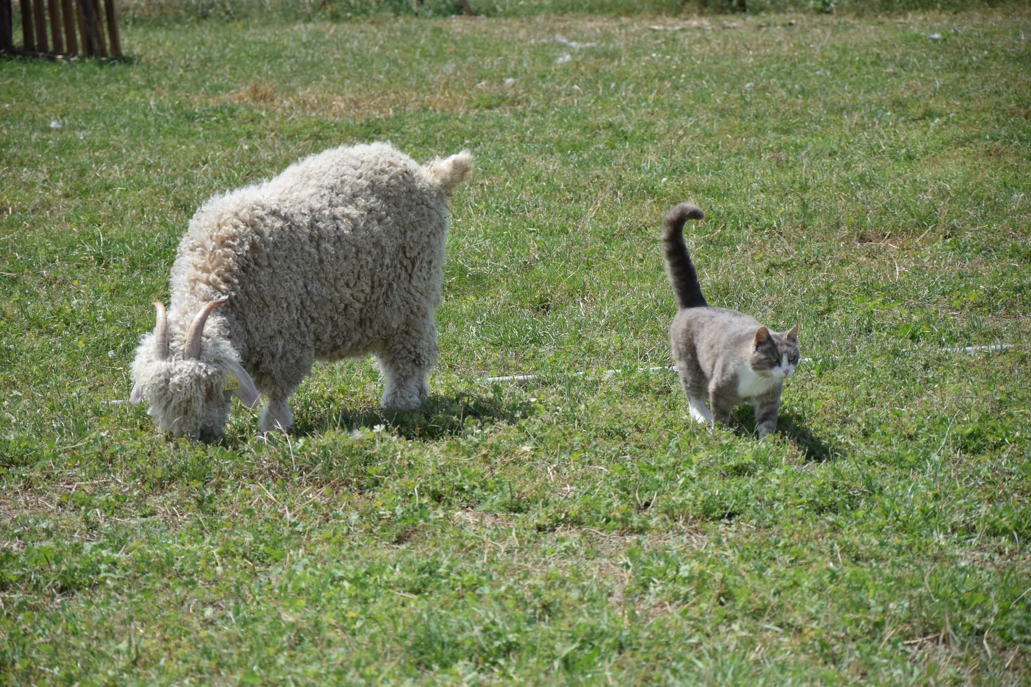 ferme feularde
