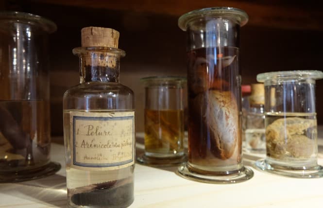 Cabinet des Curiosités