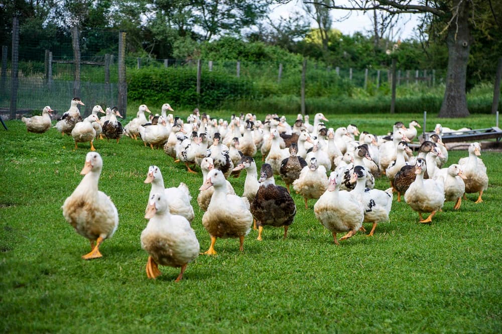05 canards
