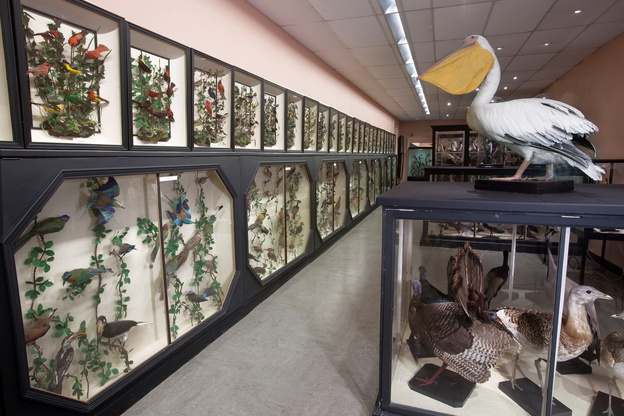 06-27 visite histoire naturelle