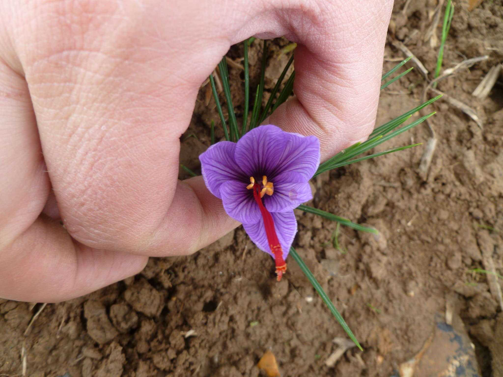 Fleur safran DE SMET
