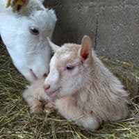 Dammarie en Puisaye - Chèvrerie Maillebois - Chèvres
