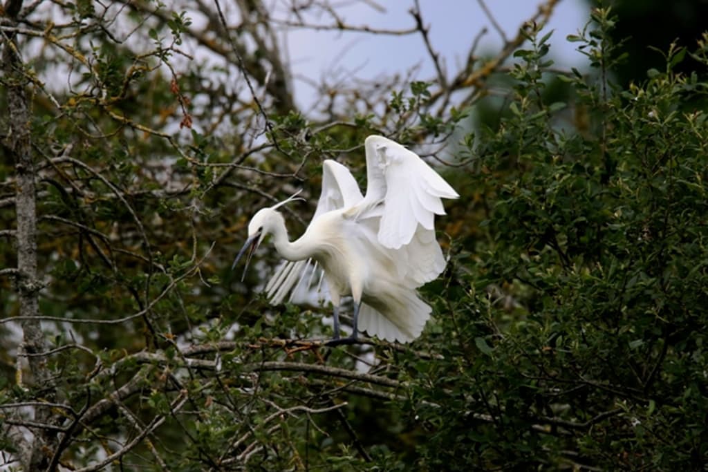 Aigrette