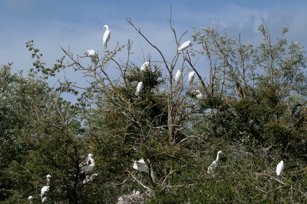 Iles_oiseaux