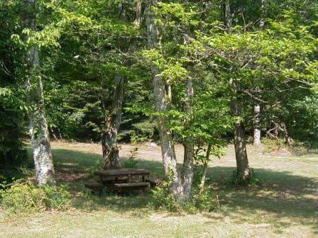 PIQUE-NIQUE-DANS-LES-BOIS