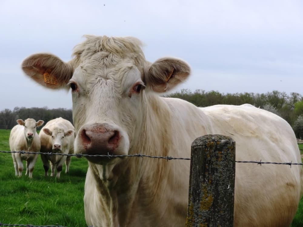 Les charollaises de Champillon