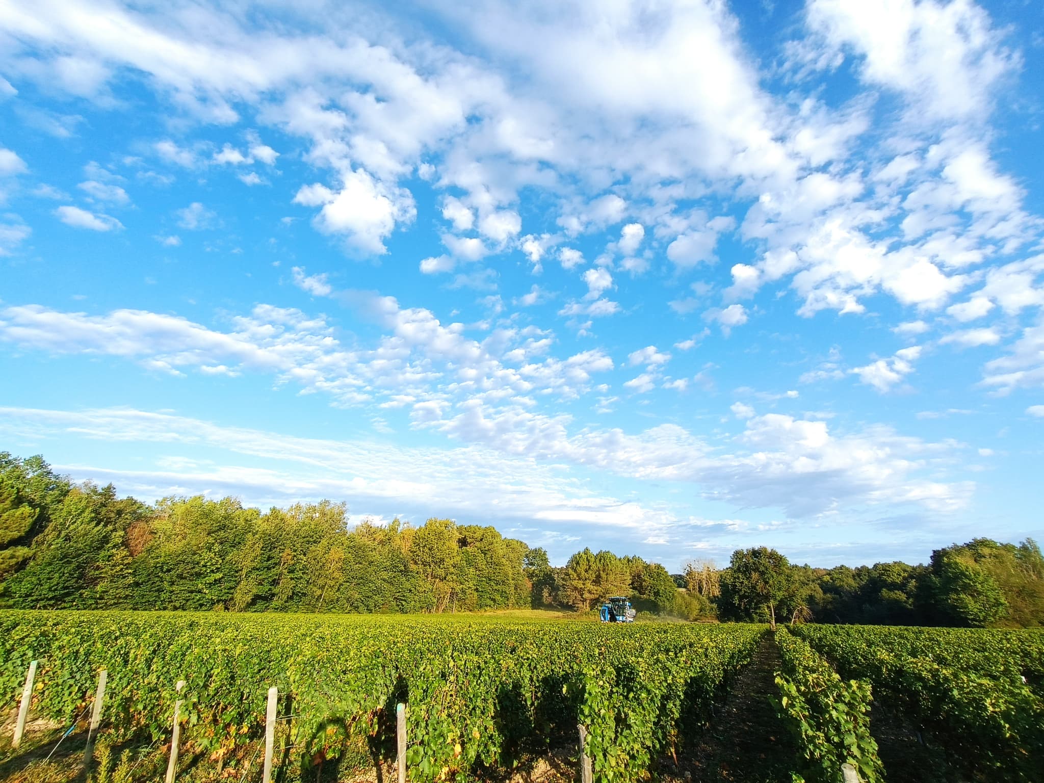 vignes