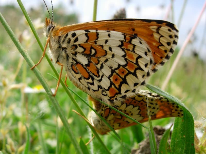 2006_Melithaea cinxia_12