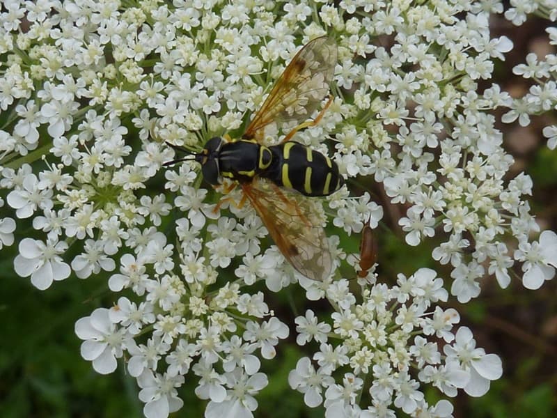 syrphe_vlm (3)