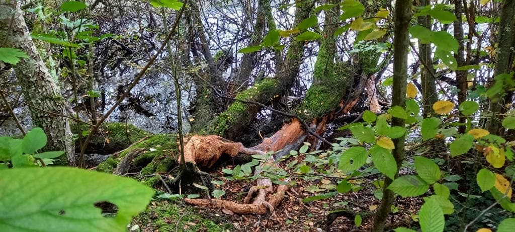 Parc naturel de Trousse-Bois