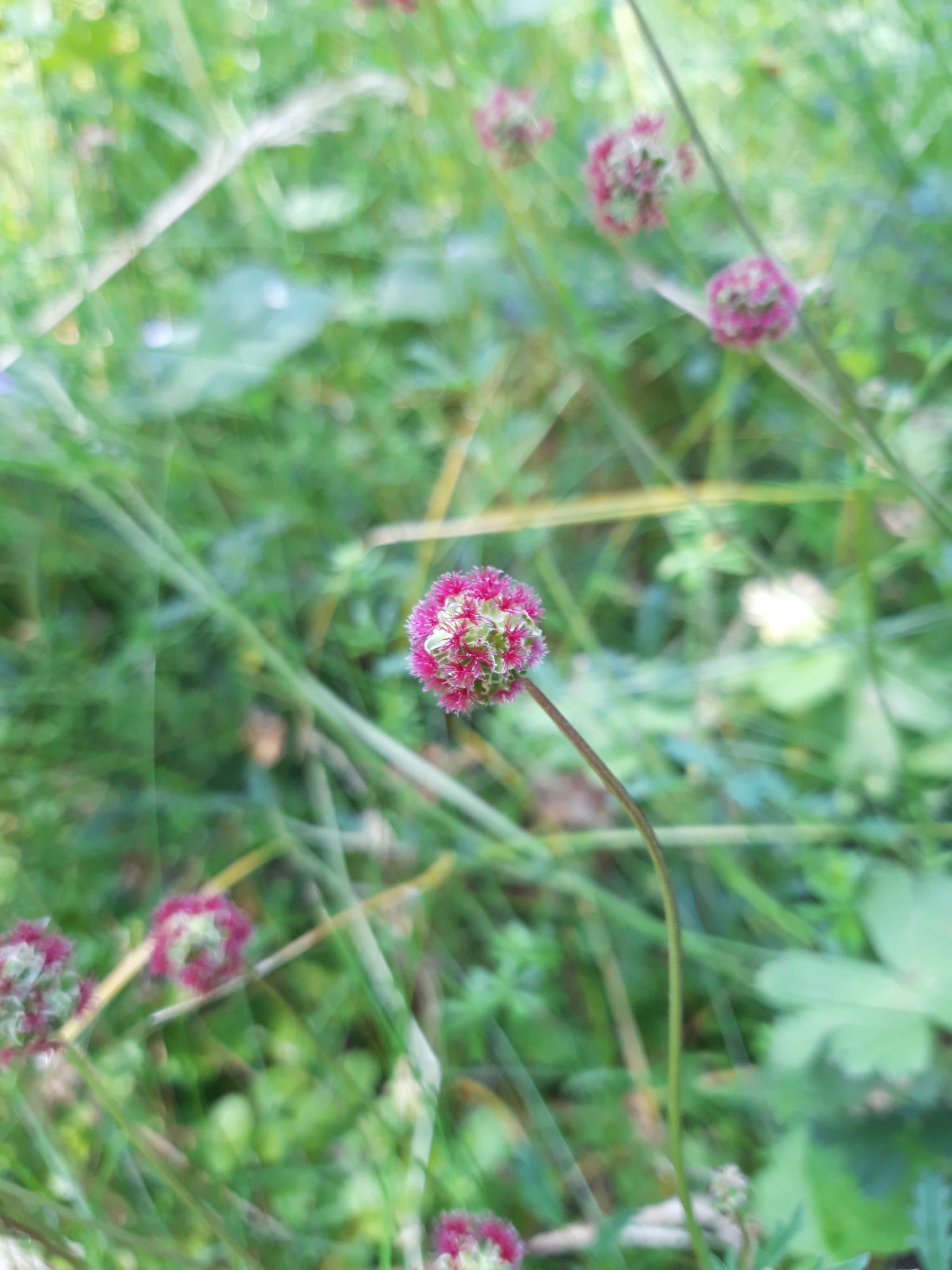 Petite pimprenelle