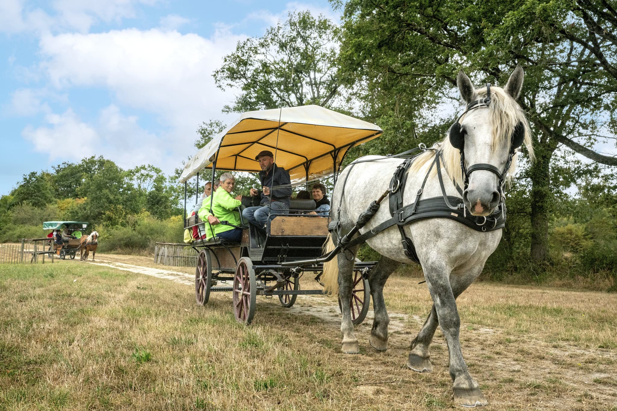 20230831_Pole-Cheval_Caleche_5046
