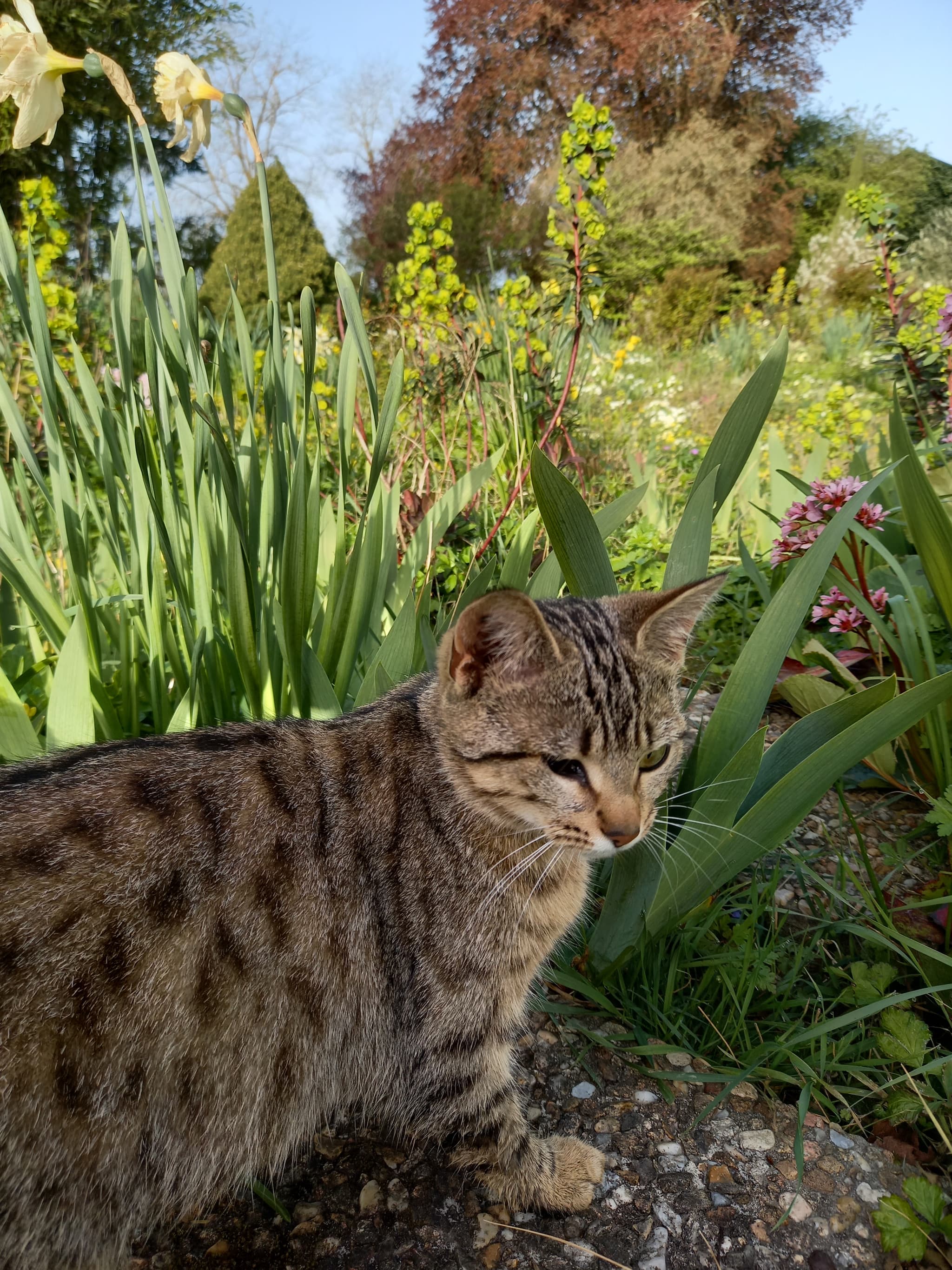 Cookie, le chat de la Ferme Auberge de la Lionnière