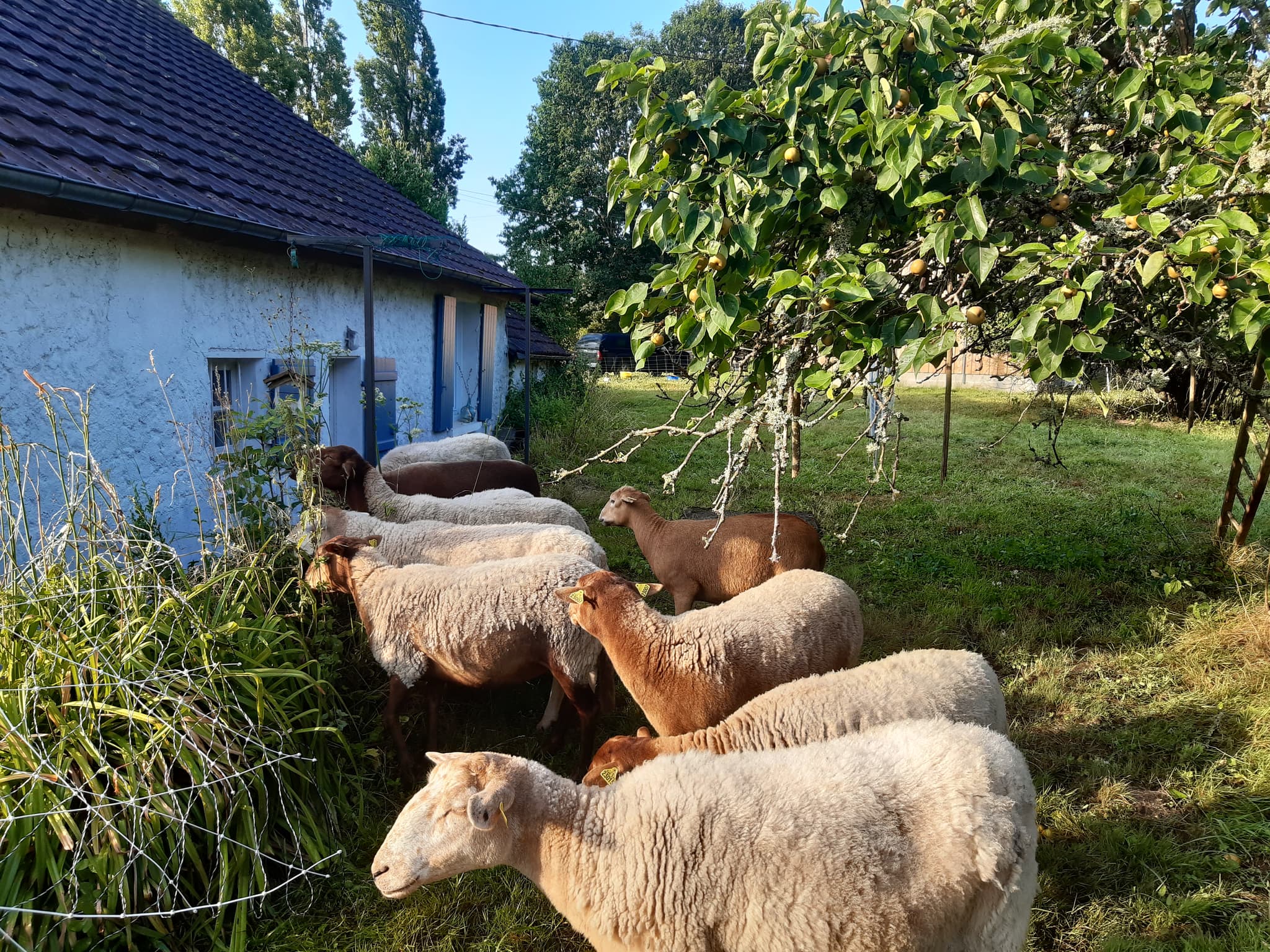 Troupeau de moutons