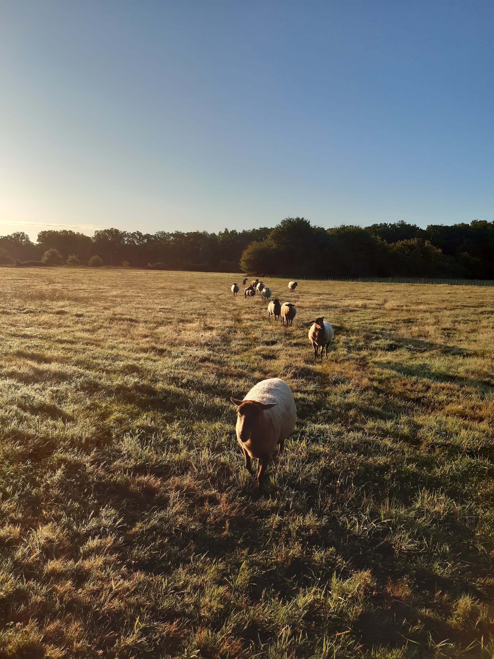 Troupeau de moutons
